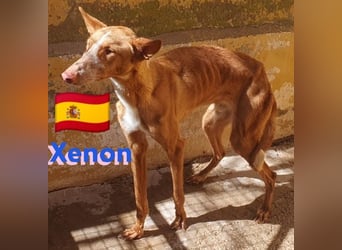 Xenon, geb.08/23, - fröhlicher,sozialer Podenco sucht seine Menschen