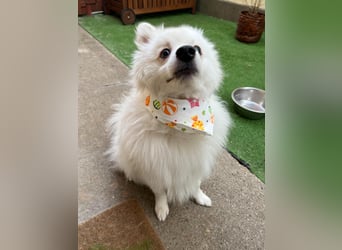 Louie SR – Ein kleiner Spitz mit großem Herz sucht sein Zuhause