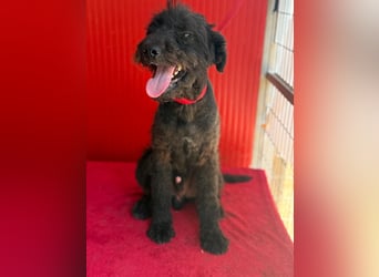 Bobo, Puli-Mix, Rüde, geb. 14.09.2023, 42 cm, 13 kg
