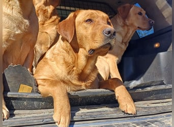 Labrador Welpen foxred, aus der Arbeitslinie