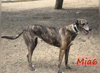 Mia6 10/2017 (ESP) - super liebe, zutrauliche und verschmuste Galga!
