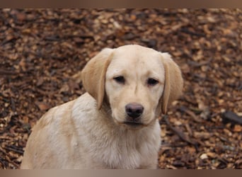 Liebevoller und kerngesunder Labrador Jungrüde in gelb sucht...