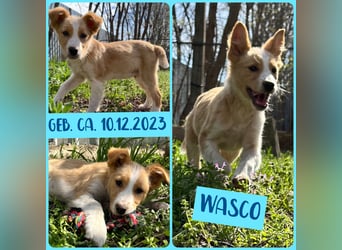 Wasco, 1 , 1/3  jähriger Bub, SH mittelgroß, neugierig, verspielt, aufgeschlossen, sozial)