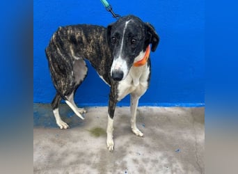 Marylin, zauberhafte Galgo Lady, zu brav für die Jagd, abgegeben