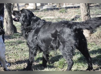 Medo ein Traumhund
