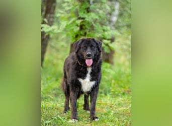 Der große und ruhige Baikal sucht eine Familie