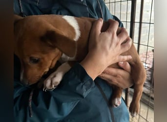 Hundekind JAX sucht seine Herzensmenschen