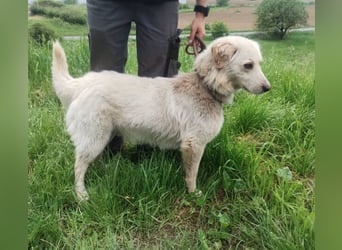 Steven, Retriever Mischling