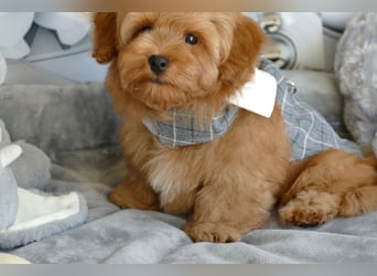 Wunderschöne Havapoo Welpen ähnlich Maltipoo (Toypudel/Zwergpudel + Havaneser)