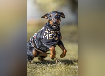 Leyla aktiver Jagdterrier Mischling Hündin sucht Zuhause für immmer