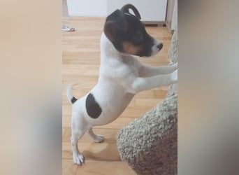 bezaubernde kleine NINA - 5-6 Monate, 18cm - Jack Russell