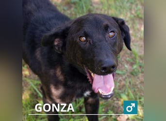 Gonza – Bewegungs-Fan sucht Nähe
