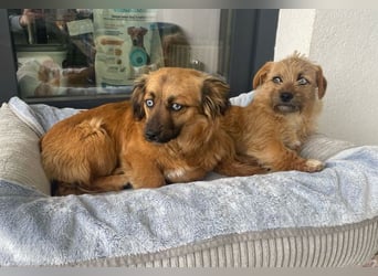 Brownie und Mirabell - verspieltes, freundliches, katzenverträgliches Doppel / noch in Rumänien