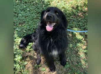 Morty ein Friendly-Dog