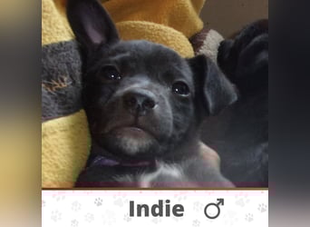 INDIE ❤  sucht Zuhause oder Pflegestelle