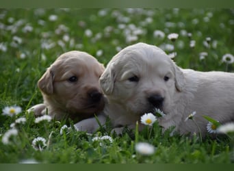 süße reinrassige Goldenretriever Welpen geboren