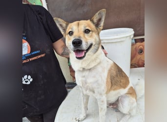 Iuko - lebensfroher Hundejunge sucht Körbchen. bei liebevollen Menschen