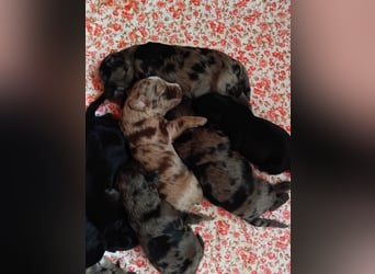 Aussiedoodle Welpen mini / medium F1