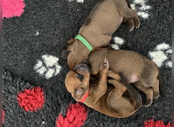 Rhodesien Ridgeback Welpen mit Papieren