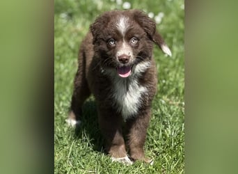 Tolle Australian Shepherd Welpen suchen Ihre Herzenfank