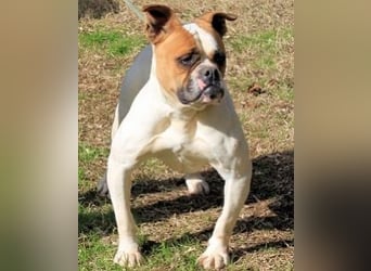 Nereida - Hübsche Bulldoggen-Dame sucht Sportpartner