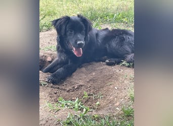 Herzenshund Golden Retriever Mix Jamie sucht sein Körbchen