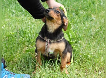 Kleine Riva sucht eine Familie