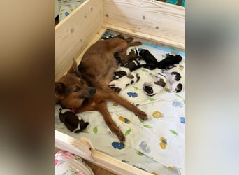 Neun kleine Tierschutzwelpen❤️in 22399 Hamburg suchen ihr Für-immer-Zuhause