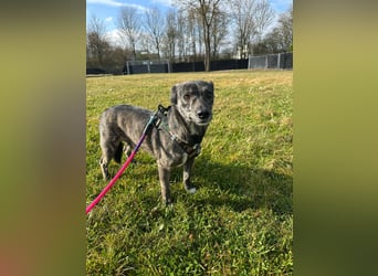 Lui - kleiner Hund mit großem Herz sucht 2te Chance