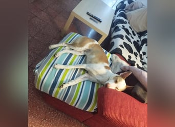 Jumanji – neugieriger Podenco mit liebevollem Wesen