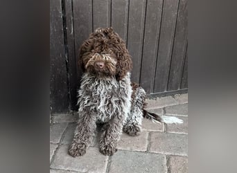 Lagotto Romagnolo Welpen, 4 Hündinnen suchen ein Zuhause