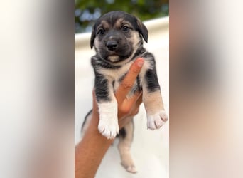 Mats - welpentypisch aktiver, verspielter Siberian Husky-Mix Rüde / z.Zt. noch in Rumänien