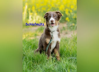 Australian Shepherd Welpen Rüden, ASCA