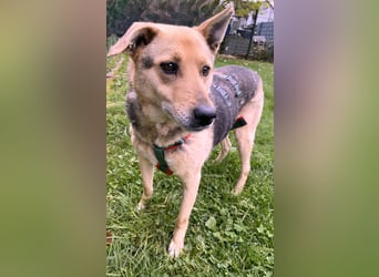 schüchterner Schäfer-Mix-Senior Benny