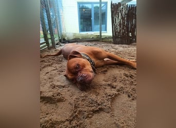 CALLI - der temperamentvolle hübsche Rüde sucht ein Für-Immer Zuhause bei hundeerfahrenen Menschen