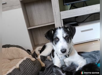 Lucy, aktives Zuhause gesucht, PS in 33034 Brakel