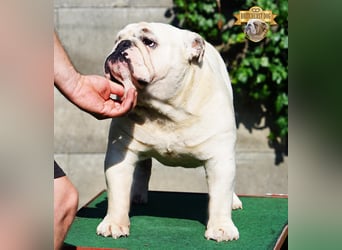 Junge reinrassige Englische Bulldogge FCI sucht ein liebevolles Zuhause und Familie