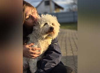 Pihe VI – Kleine Herzenshündin sucht Geborgenheit und ein liebevolles Zuhause