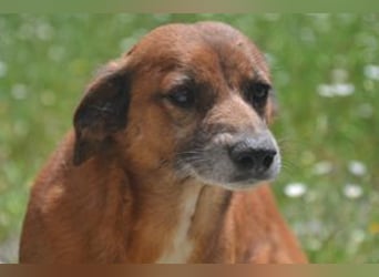 Mike, einer von zwölf zurückgelassenen Hunden sucht ein neues Zuhause
