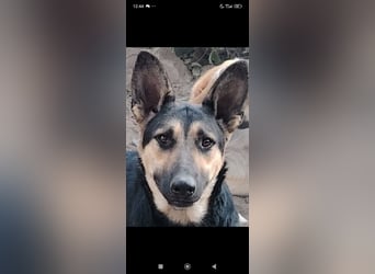 Wunderschöne Schäferhund Mischling Alfa sucht ein liebevolles Zuhause