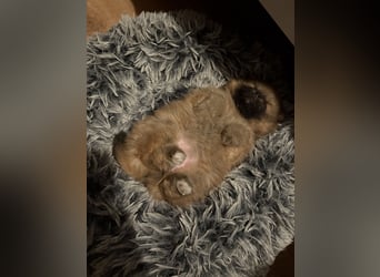 Berta – die Teddybär-Dame mit Goldherz