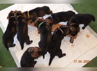 Dunkelgraue Schäferhunde aus Kör-u.Leistungzucht