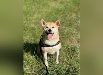 Kokette 3/4 Shiba Inu 1/4 Beagle Hündin Aiko (1,8 Jahre alt)