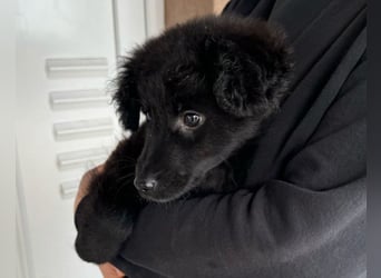AMICO❤️ bezaubernder kroat. Schäferhund-Mix-Junge und eine pure 4-Pfoten-Amore