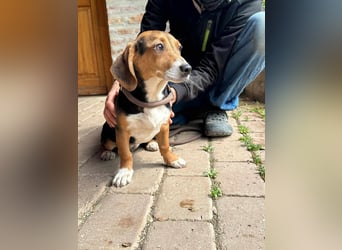 Nelly, geboren 25.12.2024, 29cm sucht ihre Menschen
