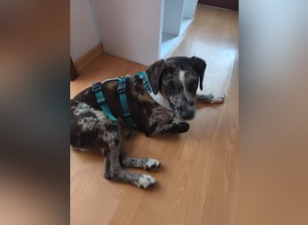 Merlin sucht eine liebevolle Familie