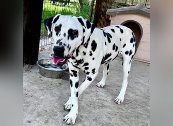 Snoopy - RESERVIERT - Herzenshund: verspielt u. fröhlich, trotz Handicap ein echter Sonnenschein