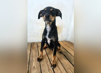 Lana, muss dringend aus dem Tierheim raus