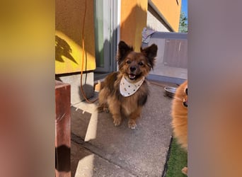 Buddy SR - sanfter Senior sucht liebevolles Gnadenplätzchen