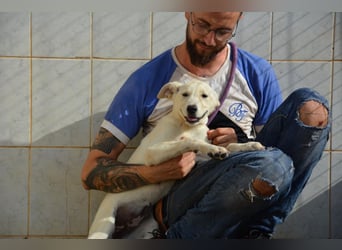 Pipa, unglaublich herzige Rasselbande sucht ihr Glück